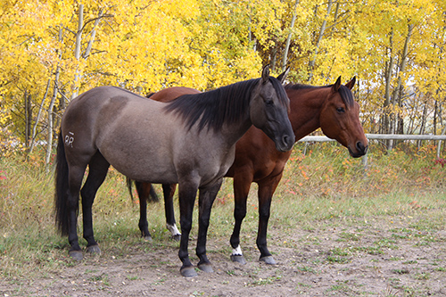 SS CHAPS is the manufacturer, distributor and retailer of horse blankets and assessories.