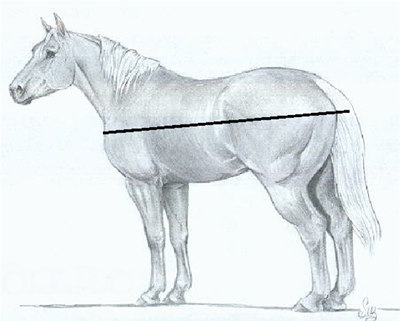 How to Measure Your Horse - SS Chaps, Calgary, Alberta